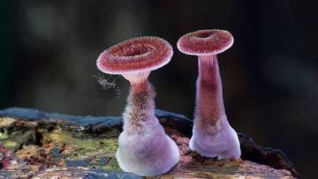 mushrooms, poetry, magic